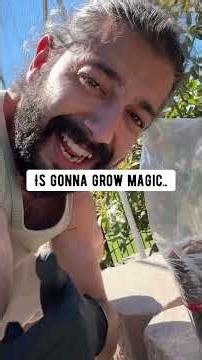 From pit to tree | creative explained