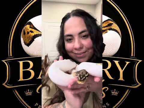 Our ball pythons, different morphs 