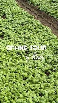 🌿Think you know pesto? Think again - Grand Tour of Italy 💚