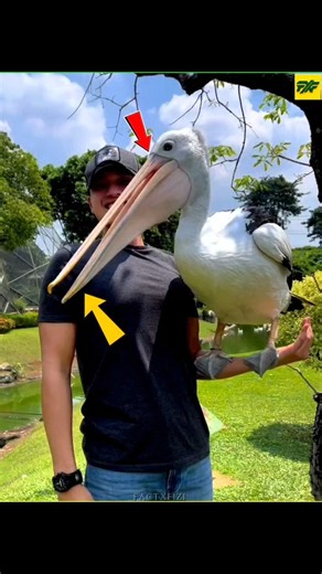 Why This Bird Can Swallow Anything! 🦅😲 #shorts