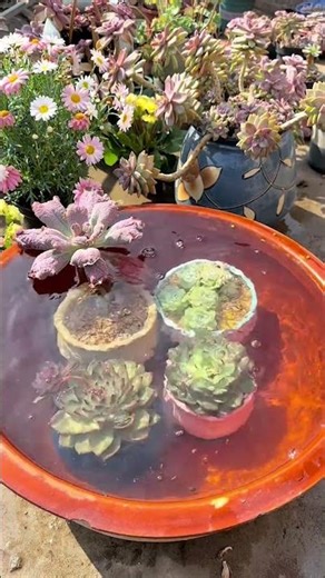 How to Water Succulents Correctly: The Ultimate Guide