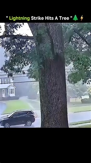 science on Instagram: "⚡️ SPLIT DECISION! 🌳 The Incredible Force of a Lightning Strike on a Tree! This video is a stunning compilation of multiple clips showing the raw, destructive power of lightning as it strikes various trees. The slow-motion or high-speed footage captures the moment the massive electrical discharge hits, instantly splitting the trunk, vaporizing moisture, and often tearing bark and wood outwards in a violent explosion. The striking visual element is the intense, sudden colu