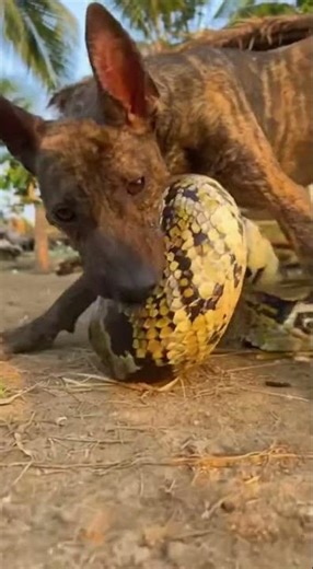 Phu Quoc Ridgeback vs Python: Chicken Farm Battle! 🐍🐔