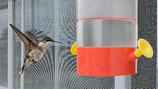 Hummingbirds sighted in New England - but not Cape Cod yet. How to track them.