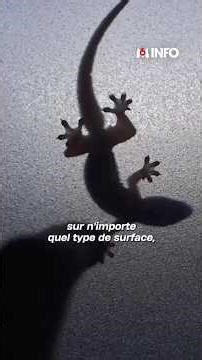 Mais quel est donc ce Gecko de plus en plus souvent rencontré au centre et nord de la France 🦎💡?