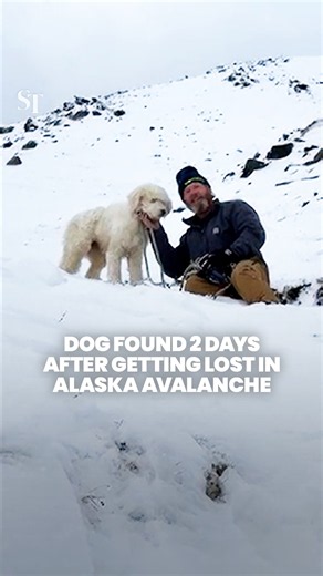 Huskydoodle found 2 days after getting lost in an avalanche in Alaska