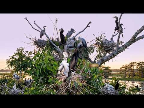 Giant Nesting Tree! A Sunset Look Inside a Busy Bird Colony