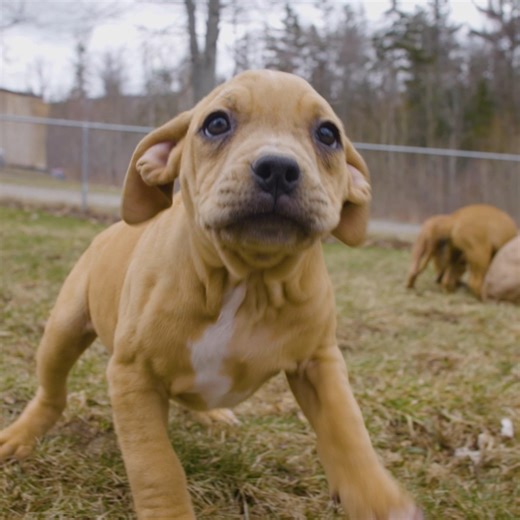 Two month old puppy Bruno is just adorable 😍 | Dog Dynasty