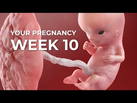 10 Weeks Pregnant: Baby Is the Size of a Kumquat 🍊 What’s Happening Now