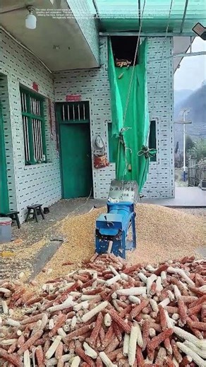 Corn Processing Revolution: How a Simple Rope Transforms Harvest