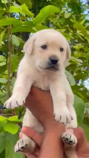 Labrador Retriever Puppy Available Healthy & Active Puppies Call 8810623046 Book Today #pittienation