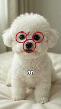 Bichon Frise - the Cheerful Companion