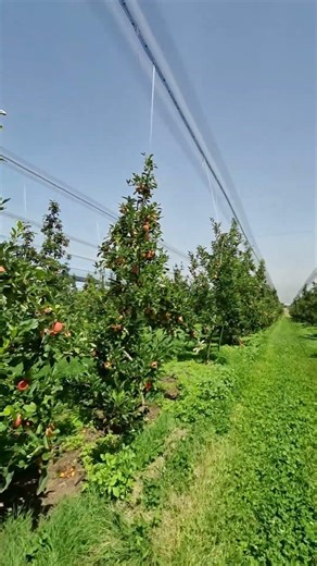 Apple Picking