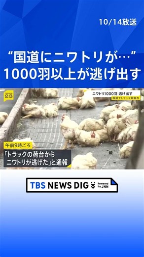1000羽以上のニワトリ逃げ出し路上に… 約3000羽積んだトラックが荷崩れ 宮城・大崎市の国道｜TBS NEWS DIG #shorts