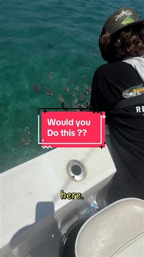 Pufferfish feeding frenzy @ReelCurly #lapaz #saltwaterfishing #pufferfish