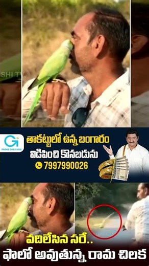 Parrot Farmer Friendship Viral On Social Media | Garam Garam Varthalu | @SakshiTV