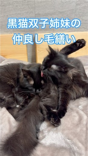 黒猫姉妹の仲良し毛繕い【双子保護猫】