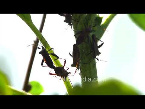 Stink bugs are seen clustering on the sunflower stem in a garden.