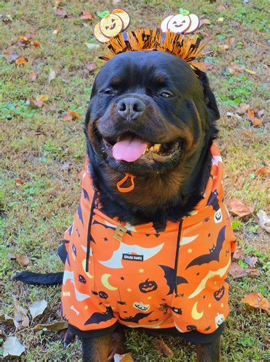 Don't be scared, it's just me, Elroy 🖤🤎🎃☕️🐾 #rottweilersoftiktok #halloween #cutedogs #pumpkinhead #rottielove @SPARK PAWS
