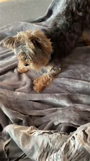 Gross #yorkie #yorkshire #yorkshireterrier #йорки #йоркширскийтерьер #cute #puppy