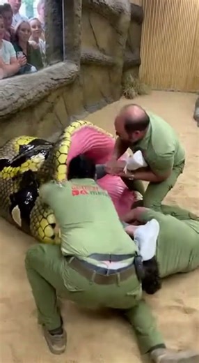 Shocking Animal Show Moment Goes Viral! #Shorts