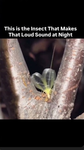 This Is the Insect That Makes a Loud Sound at Night 🦗🌙 #zoology #science #biology #cicadasounds