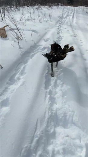 When the bird dog finds a turkey