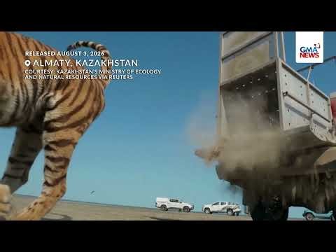 First tiger released in Kazakhstan under project to restore extinct Caspian tiger... | GMA News
