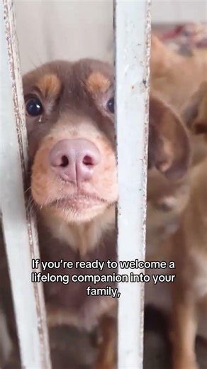If you’re ready for a companion, visit your local shelter