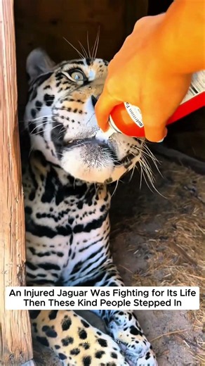 They Saved an Injured Jaguar, and What Happened Next Left Everyone Speechless.