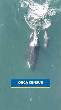 Endangered Southern Resident orca population inches up