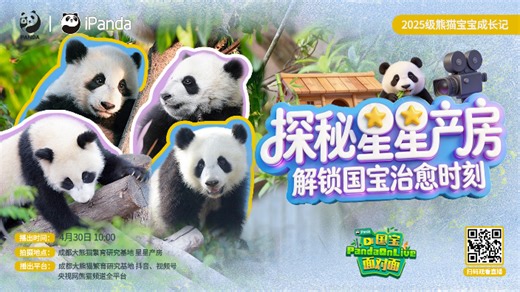 【直播回放】正在播出：解锁2025级熊猫宝宝治愈时刻 2026年04月30日09点场