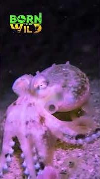 Coconut octopus, sa lata nakatira?! #shorts | Born To Be Wild