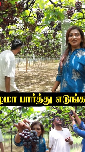 "பழமா பார்த்து எடுங்க" 🍇 Sam CS Farm Tour 😇