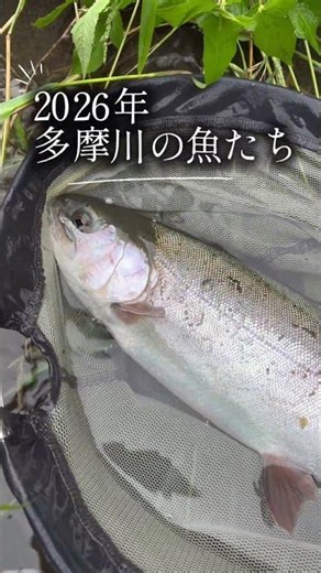 【渓流釣り】2026年 多摩川で釣れた魚たち