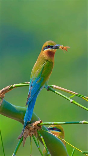 Blue-tailed Bee-eater | 4K HDR