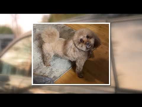 Man's beloved dog stolen during car break-in at metro Atlanta Kroger, shot at trying to rescue him