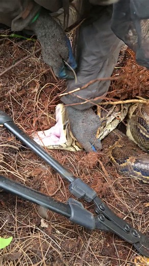 INSANE PYTHON NEST!