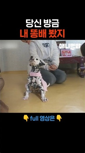 똔똔한 배.. 비밀로 해줘.. #애니멀봐 #shorts