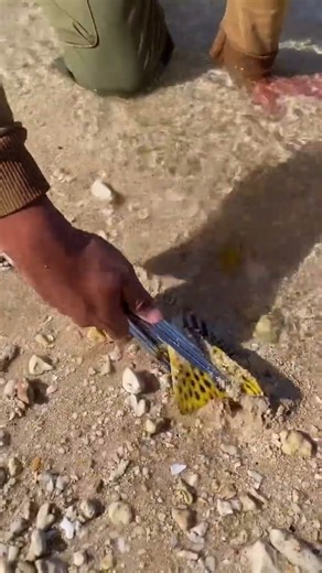 This Fish Has an Incredible Pattern 🤯🎣 #fishing #shorts #viral