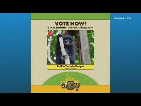 4 finalists remain in Indianapolis Zoo's Conservation Challenge