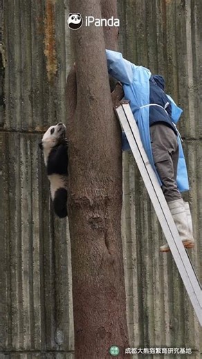 Watch Nannies Work Their Magic On Baby Pandas | iPanda #shorts