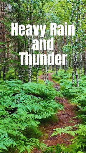Forest Walk in the Rain | Paukjärve Nature Trail, Estonia