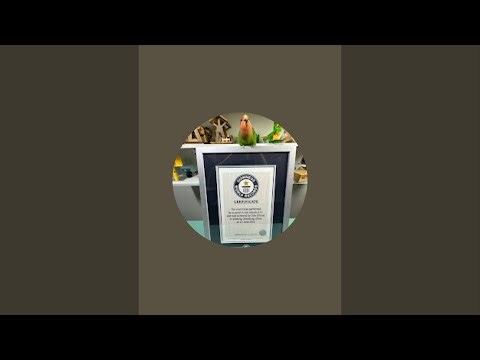 Cute and Smart Parrot Show