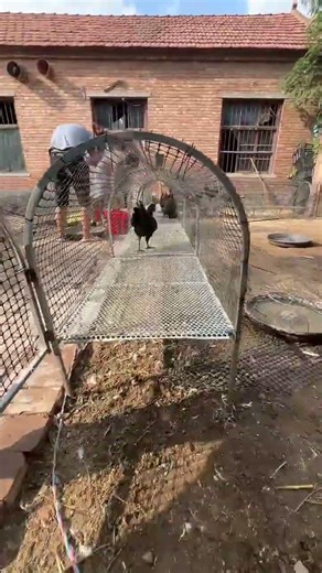 Elevated Chicken Coop Run – Smart Poultry Farming Essential#ChickenRun #ElevatedCoop