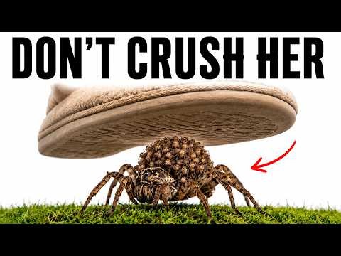 Crushing This Spider Could Make the Problem Much Worse