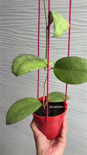 Hoya 🌱