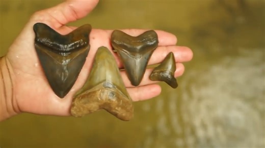 They found ancient shark teeth touching each other in the dirt - "Two killers in one screen"