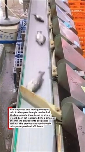 Super Fast Automatic Fish Sorting Machine!