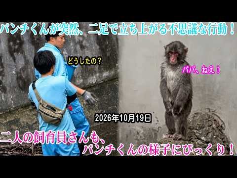 【パンチくん 】パンチくんが突然、二足で立ち上がる不思議な行動‼️二人の飼育員さんも、パンチくんの様子にびっくり！‼️ #パンチくん #市川市動植物園